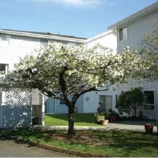 A blooming tree in front of a building on a sunny day.