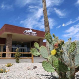 A cactus in front of a desert building under a bright blue sky.