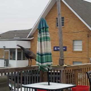 A bird perched on a wooden deck railing next to a table with an umbrella in front of residential buildings.