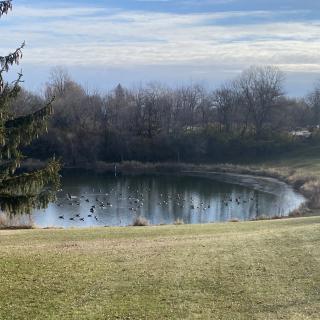 A serene view of a pond surrounded by trees and grass under a cloudy sky.