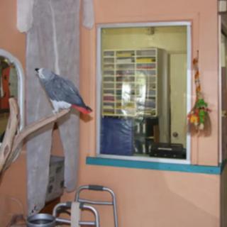 A parrot sitting on a perch inside a house near a window.