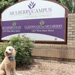 A cheerful dog sits in front of the Mulberry Campus sign, enjoying a sunny day.