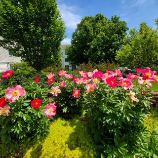 A vibrant garden filled with blooming flowers under a clear blue sky.