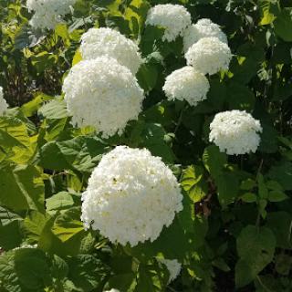 A beautiful display of blooming white hydrangeas surrounded by lush green leaves.