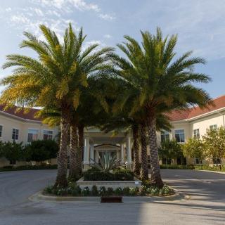 A grand entrance lined with palm trees leading to a large building.