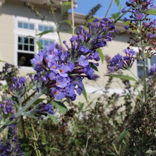 Purple flowers in bloom in a garden with a house in the background.