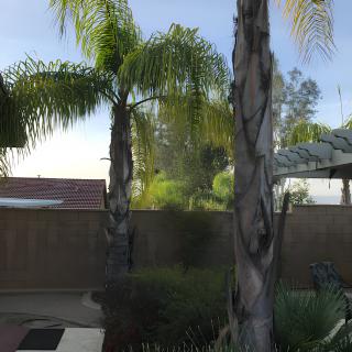 A sunny backyard with palm trees and a wooden fence.