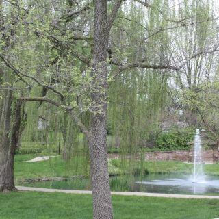 A serene park scene with willow trees and a fountain in a pond.