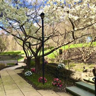 A serene park pathway lined with blossoming trees and colorful flowers.