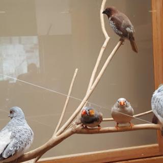 A group of birds resting on a branch.