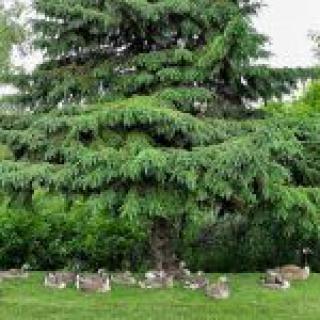 A flock of geese resting under a large evergreen tree in a lush green setting.