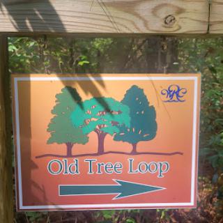 Signpost indicating the Old Tree Loop trail.