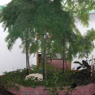 An indoor garden setup with various potted plants and lush greenery.