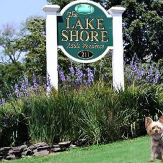 A dog stands near a sign for 'The Lake Shore' with greenery and flowers around.