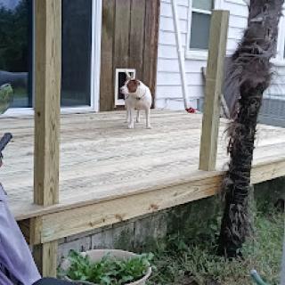 A dog standing on a wooden deck in front of a house.