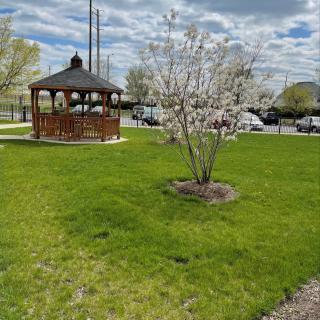 A peaceful park scene with a gazebo and a blossoming tree.