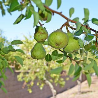 A cluster of green pears growing on a tree branch under a clear sky.