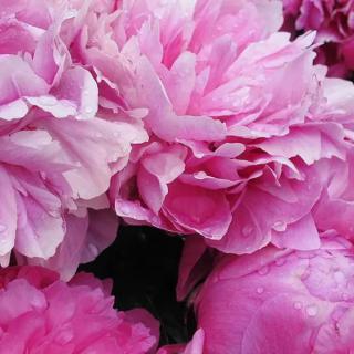 Close-up of vibrant pink peonies in full bloom.
