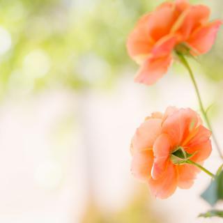 Close-up of vibrant orange flowers with a soft-focus background.