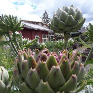 Close-up of artichokes growing in a lush garden with a rustic building in the background.