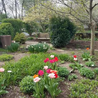 A vibrant garden scene with blooming tulips and lush greenery.