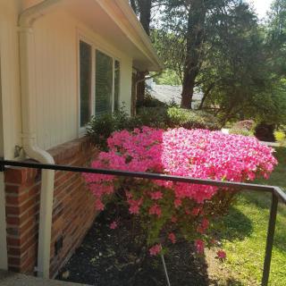 A sunny yard featuring a house with vibrant pink flowers in the garden.