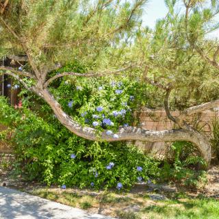 A lush garden with a tree and flowering bushes.
