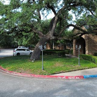 A large tree stands near a parking area, surrounded by green grass and a vehicle parked nearby.