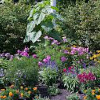 A vibrant garden filled with a variety of colorful flowers and lush greenery.