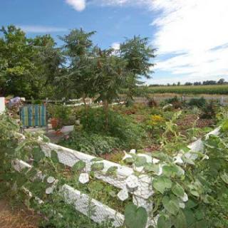 A vibrant garden surrounded by a white fence, under a clear blue sky.