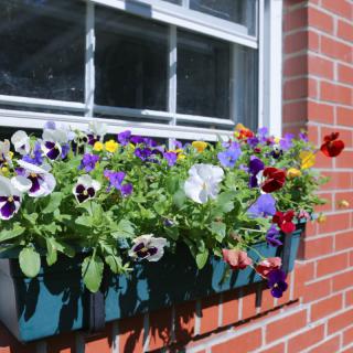 A vibrant display of pansies in a window box against a brick wall.