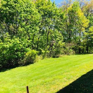 A serene outdoor scene with lush green grass and dense trees under a clear blue sky.