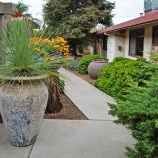 A landscaped garden with a sidewalk, featuring various plants and large decorative pots.