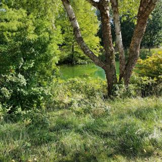 A serene view of lush greenery with trees and a tranquil pond in the background.