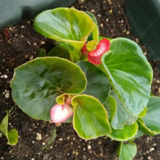 A vibrant begonia with lush green leaves and blooming red flowers.