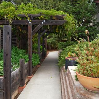 A serene garden pathway shaded by a pergola, surrounded by lush greenery.