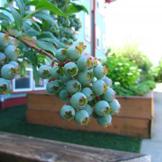 Unripe blueberries growing on a branch in a garden.