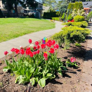 A vibrant display of red tulips blooming in a sunny garden.