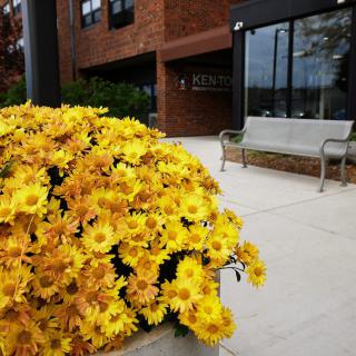 A cluster of vibrant yellow flowers in front of a building with a bench nearby.