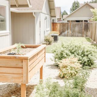 A sunny backyard with a raised garden bed and various plants near a wooden fence.
