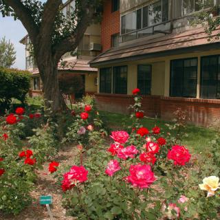 A garden with vibrant roses in front of a building.