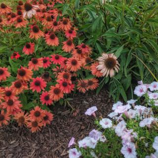 A vibrant display of flowers in a garden, showcasing a mix of orange and pink blossoms.
