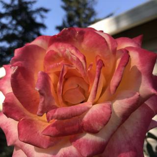 A beautiful bi-color rose in full bloom.