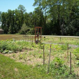 A lush vegetable garden with various plants surrounded by greenery and trees.