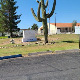 A sunny day showcasing a tall cactus in a park setting, with a building in the background.