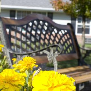 A garden bench with bright yellow marigolds in the foreground.