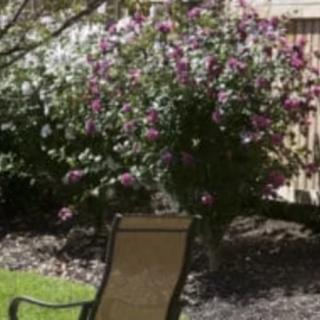 A peaceful garden scene with a chair and flowering shrubs.