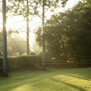 Sunlit morning scene with trees and a grassy landscape.