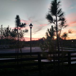 A serene sunset over a landscape silhouetted by trees and a lamp post.