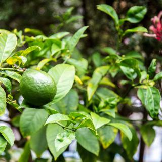 A green fruit growing on a tree surrounded by lush leaves.